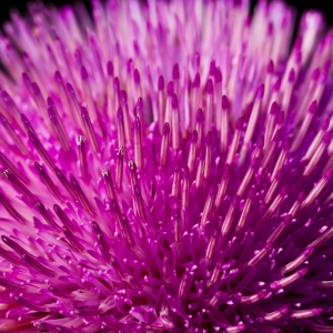 Purple Spikes II