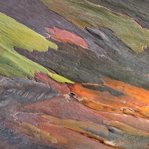 Rainbow Eucalyptcs