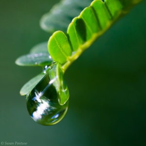 Raindrop