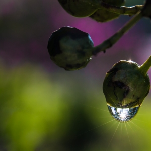 Raindrop on Crepe Myrtle Bud