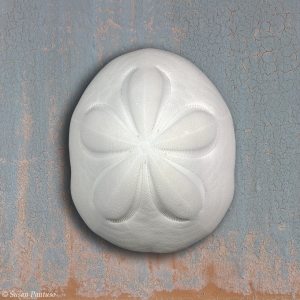 Sea Biscuit
