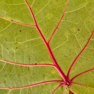 Sea Grape Leaf