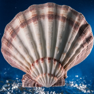 Seashell in Water
