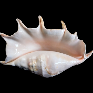 Spider Conch