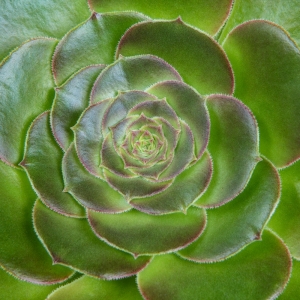 Succulent