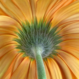 The Daisy's Behind