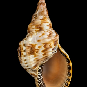 Triton Seashell