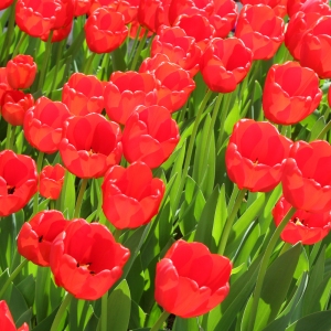 Tulips Galore