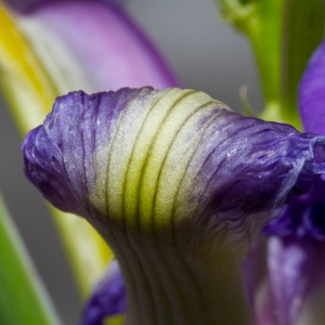 Wild Florida Iris