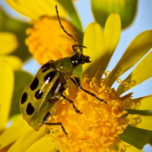 Yellow Ladybug