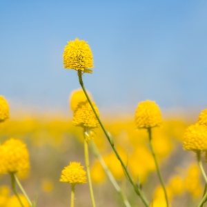 Yellow Milkwort