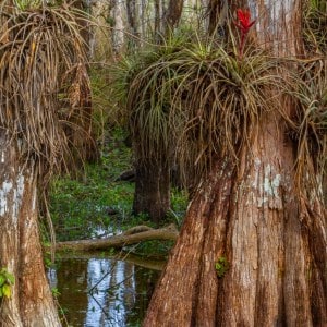 Beauty Within the Swamp