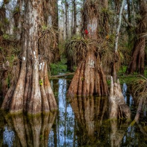 Big Cypress National Preserve