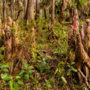 Cypress Knees Cypress Knees
