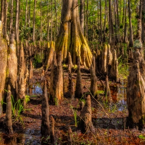 Cypress Knees Cypress Knees