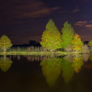 Cypress Night Cypress Night