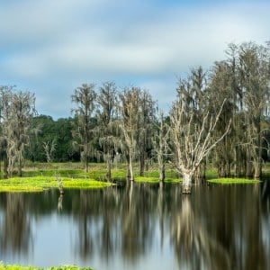 Cypress Trees in Florida Wetlands