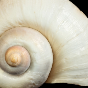 Design by Nature