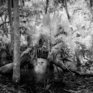 Enchanted Swamp Enchanted Swamp