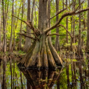 Florida Cypress Swamp Florida Cypress Swamp