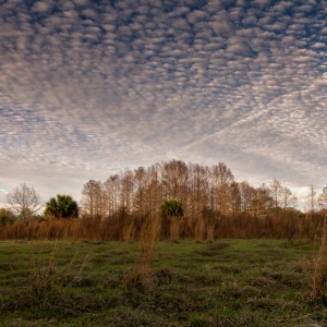 Florida Woods in Color