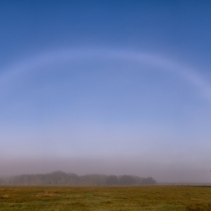 Fogbow Over Live Oak Tree