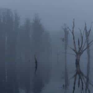 Foggy Florida Morning