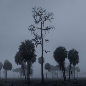 Foggy Rural Florida Foggy Rural Florida