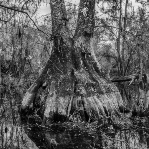 Hidden Cypress Hidden Cypress