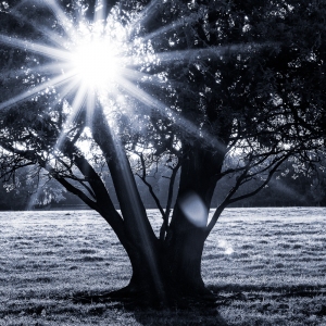 Inner Light II Inner Light II