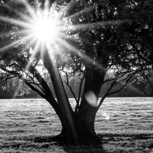 Innerlight III Innerlight III