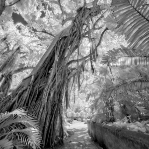 Jungle in Infrared Jungle in Infrared