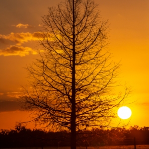 Lone Cypress Sunset