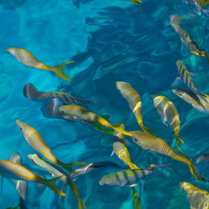 Looe Reef