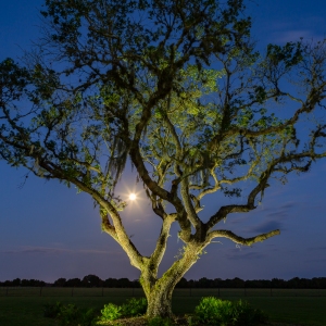 Moonlit Oak