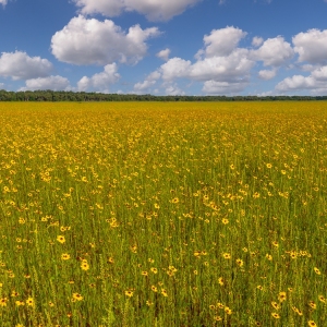 Myakka in Bloom