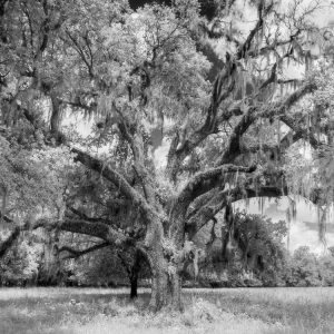Oak Tree in Summer