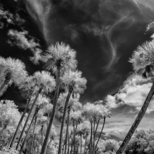 Palms Up