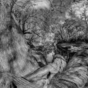 Primordial Primordial
