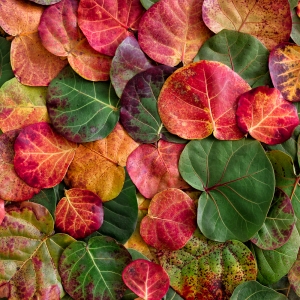 Sea Grape Leaves