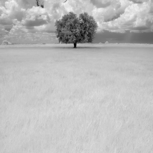 Single Oak