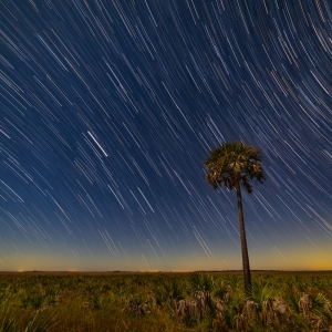 Star Trails Over Cabbage Palm