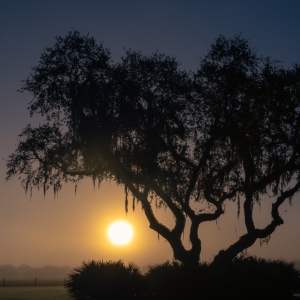Sunrise Through the Fog