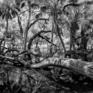 The Flooded Forest The Flooded Forest