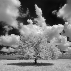 The Lone Tree The Lone Tree