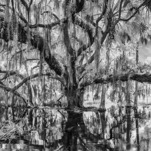 The Tree Hugger The Tree Hugger