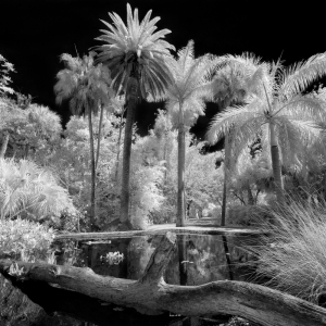 Tropical Delight Tropical Delight