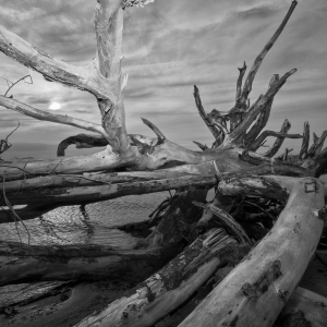 Uprooted II Uprooted II