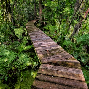 Verdant Verdant