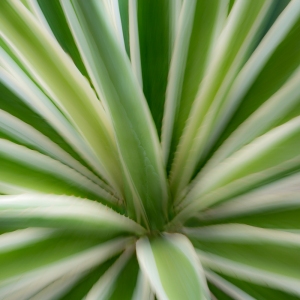 Agave Stripes Agave Stripes